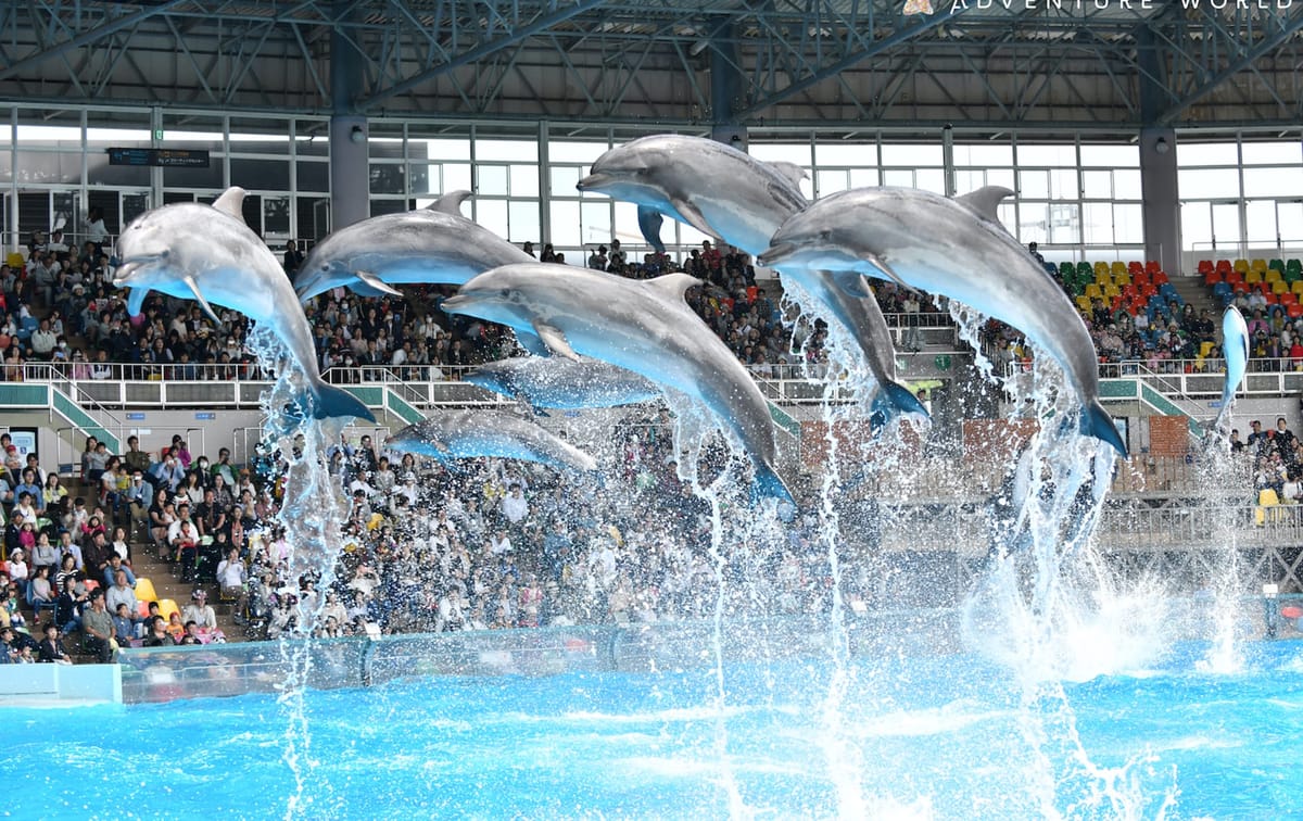 Adventure World Shirahama, Rumah Panda Terbanyak di Jepang dan Dolphin Show Memukau