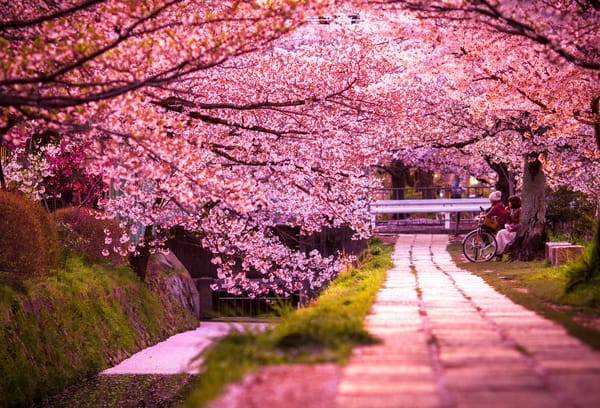 Keindahan Sakura di Kyoto, Simbol Musim Semi yang Abadi