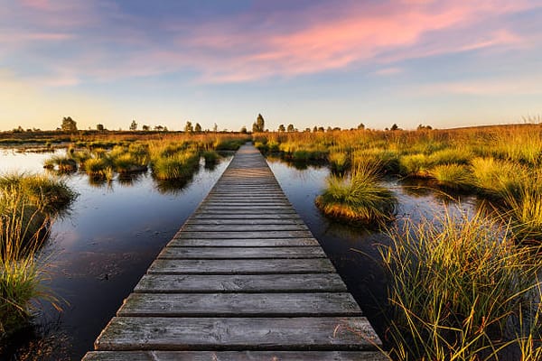 High Fens, Lahan Basah Unik dengan Nilai Ekologis Tinggi